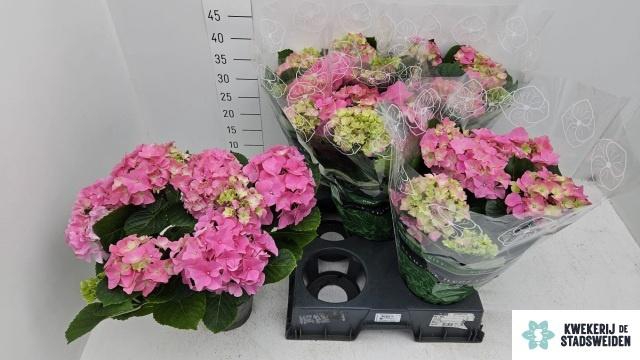 <h4>HYDR M EARLY ROSA</h4>