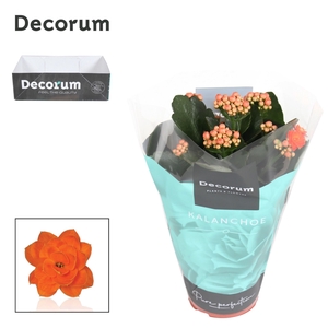 Kalanchoe Decorum - Orange