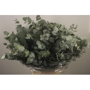 Euc Cinerea Per Bunch Za Short Spray