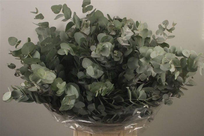 <h4>Euc Cinerea Per Bunch Za Short Spray</h4>