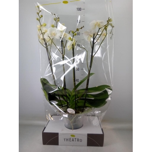 Phalaenopsis   ...white