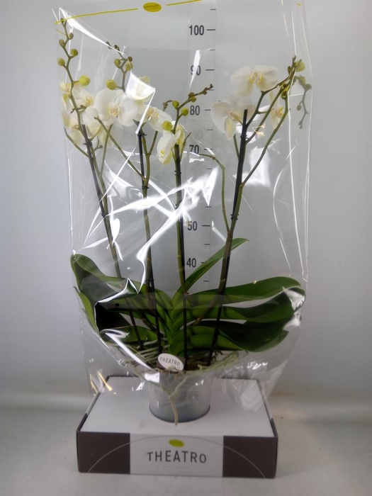 <h4>Phalaenopsis   ...white</h4>