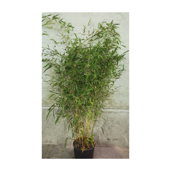 <h4>Phyllostachys aurea</h4>