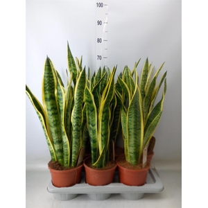 Sansevieria trifa. 'Laurentii'