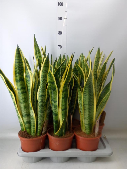 <h4>Sansevieria trifa. 'Laurentii'</h4>