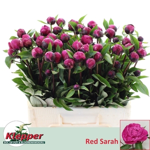 PAEO L RED SARAH BER