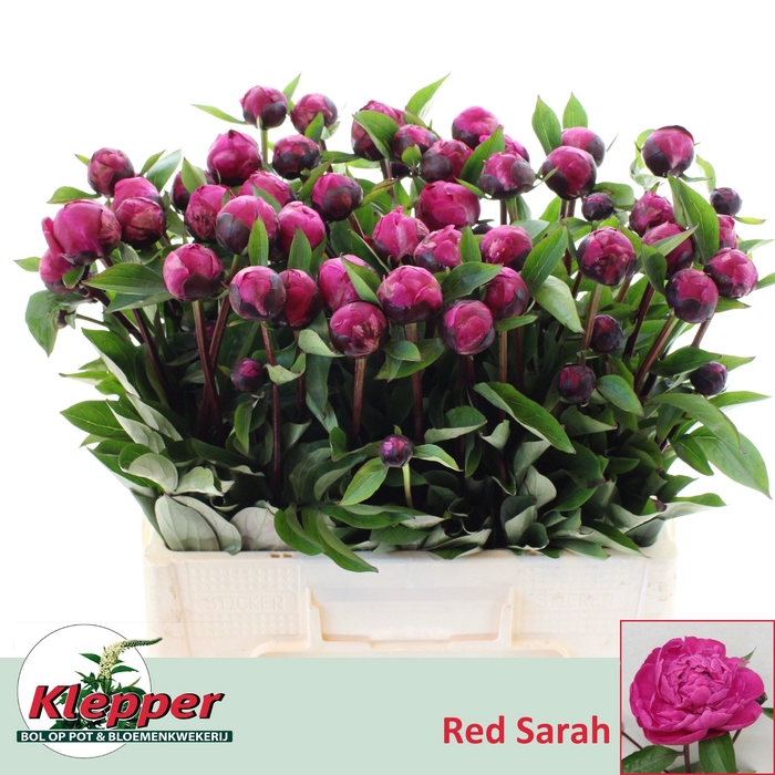 <h4>PAEO L RED SARAH BER</h4>