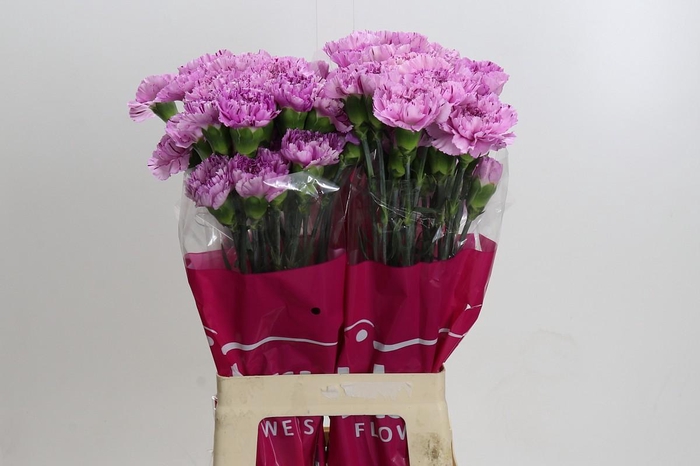 <h4>Dianthus St Yukari Scuro</h4>
