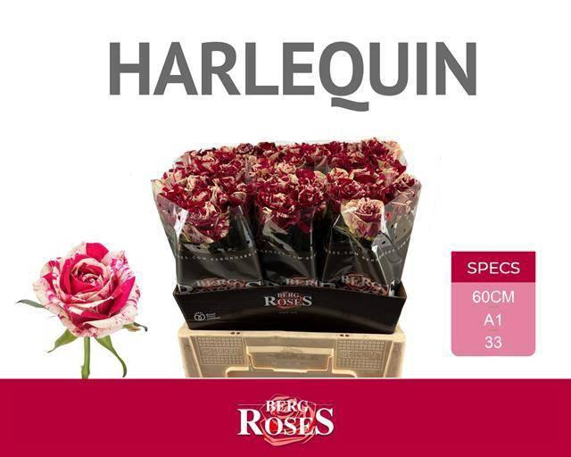 <h4>R GR HARLEQUIN</h4>