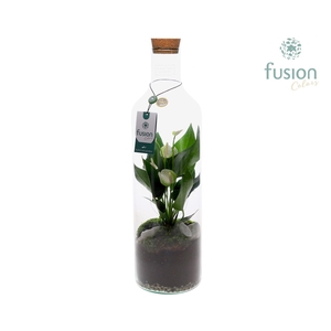 Green Bottle Fles Large met Anthurium