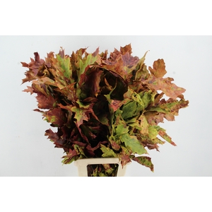 QUERC RUBRA 80CM AUTUMN