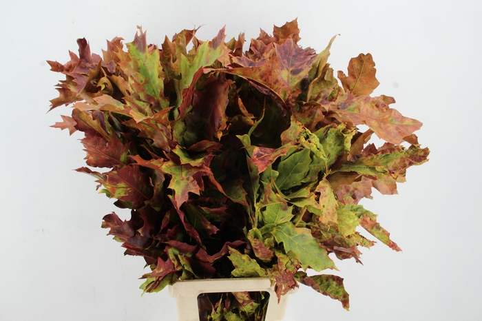 <h4>QUERC RUBRA 80CM AUTUMN</h4>