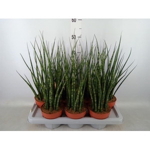 Sansevieria  'Fernwood'