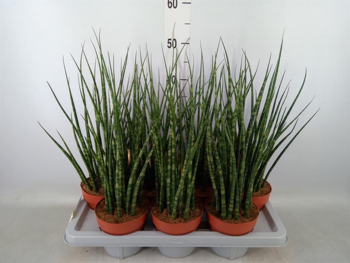 <h4>Sansevieria  'Fernwood'</h4>