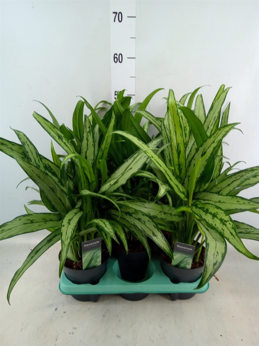 <h4>Aglaonema  'Cutlass'</h4>