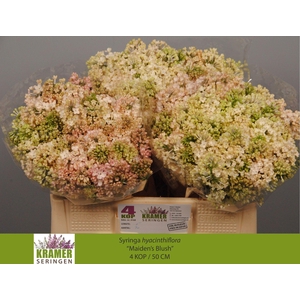 SYR HY MAIDENS BLUSH