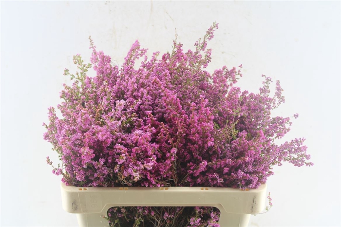 <h4>Kaaps Erica Pink</h4>