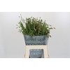 Chasmanthium Green