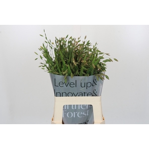 Chasmanthium Green