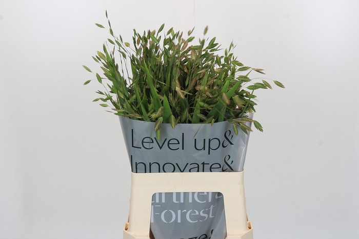<h4>Chasmanthium Green</h4>