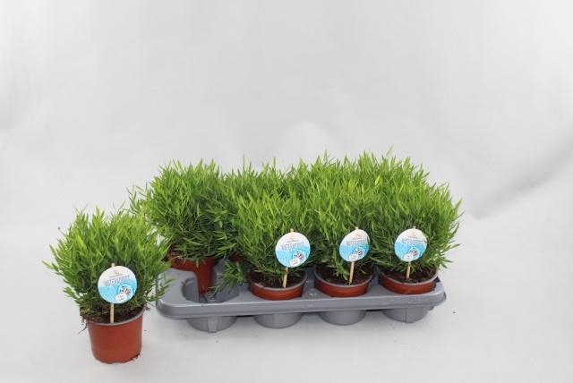 <h4>POGO MONICA</h4>