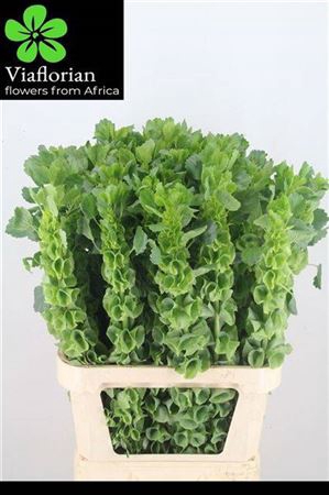 <h4>Moluccella Stuk</h4>