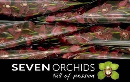 <h4>Cymb T Brera</h4>