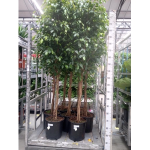 Ficus benja. 'Exotica'
