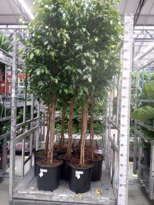 <h4>Ficus benja. 'Exotica'</h4>