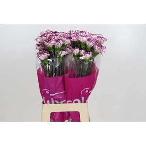 Dianthus St Damascus