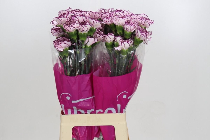 <h4>Dianthus St Damascus</h4>