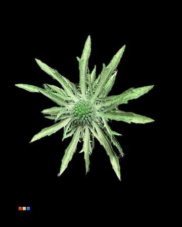 Eryngium Metallic Green