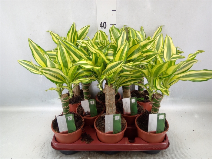 Dracaena frag. 'Yellow Coast'