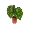 ANTHURIUM CRYSTALLINUM P15