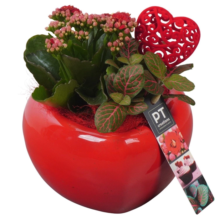 <h4>Arr.    Planten  L%</h4>