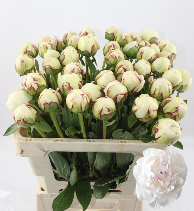 <h4>PAEO L ODILE</h4>