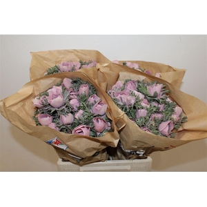 Anem Marianne Powder Bordeaux Noir