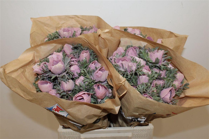 <h4>Anem Marianne Powder Bordeaux Noir</h4>