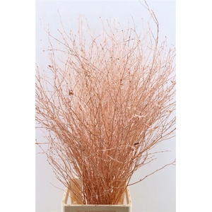 Berk Lang Gl Koper Pbs