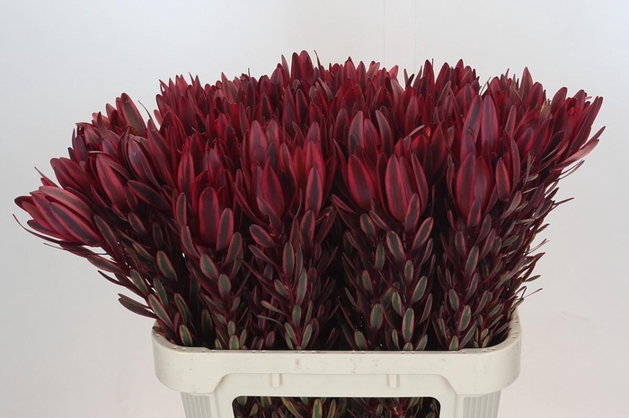 <h4>Leucadendron Jester</h4>