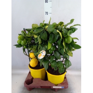 Citrus meyeri 'Meyer'