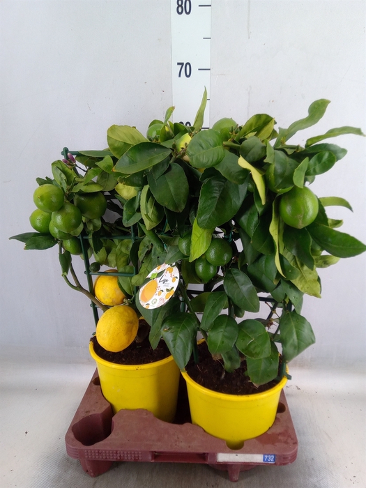 <h4>Citrus meyeri 'Meyer'</h4>