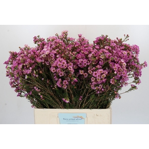 Chamelaucium Adi