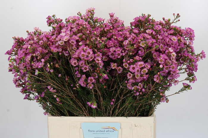 <h4>Chamelaucium Adi</h4>