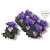 Cyclamen persicum a petite fleur 'Ssdblue001'
