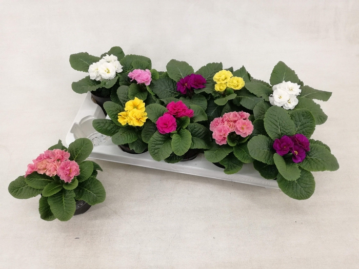 <h4>Primula ac. PomPom Double mix</h4>