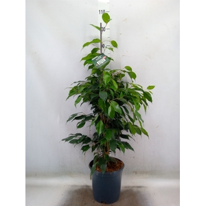 Ficus benja. 'Danielle'