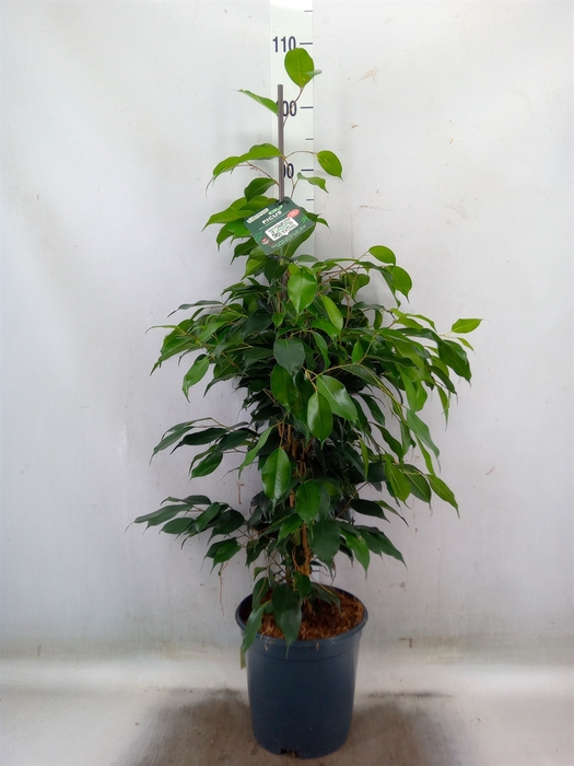 <h4>Ficus benja. 'Danielle'</h4>