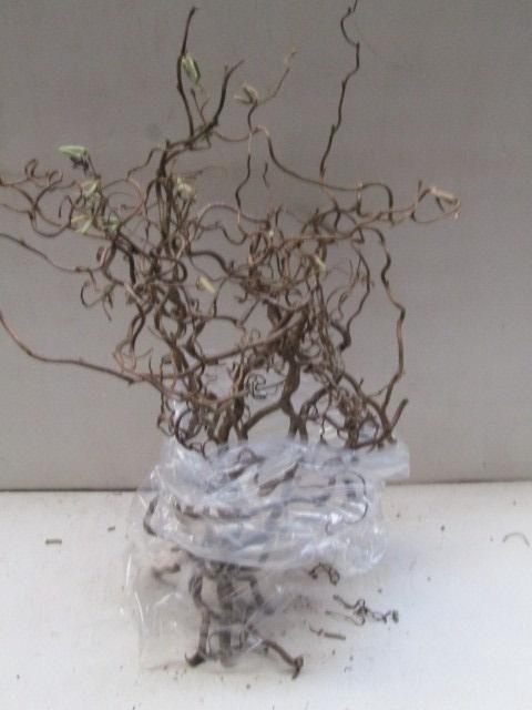 <h4>CORYL AV CONTORTA</h4>