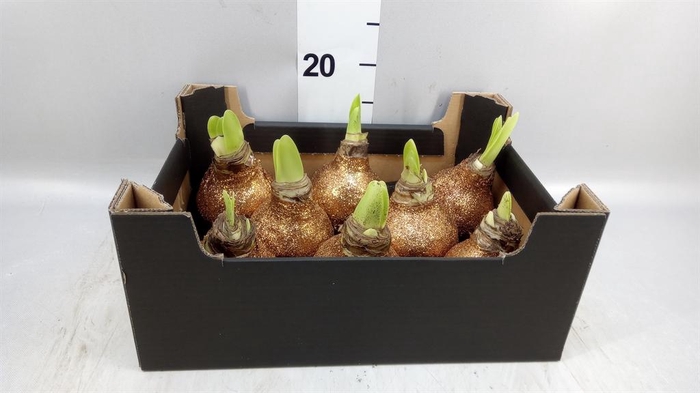 <h4>Hippeastrum   ...waxed H%</h4>